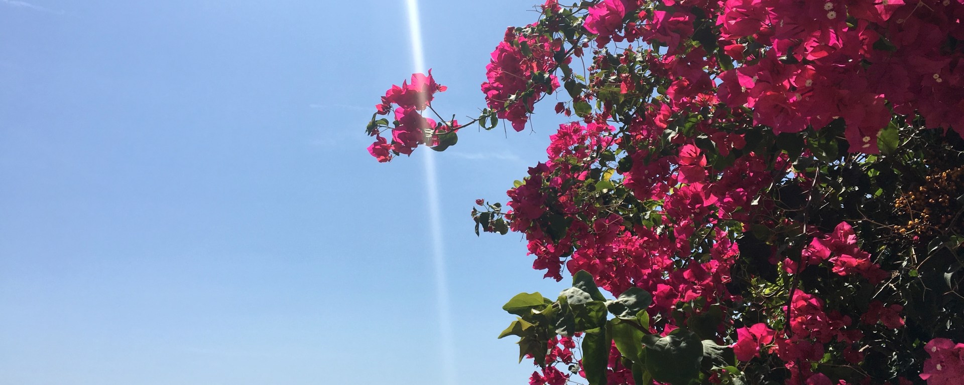 A ray of sunlight touches bright pink flowers in view of the Mediterranean Sea in Manacor, Mallorca
