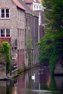 Swan on a Belgian canal