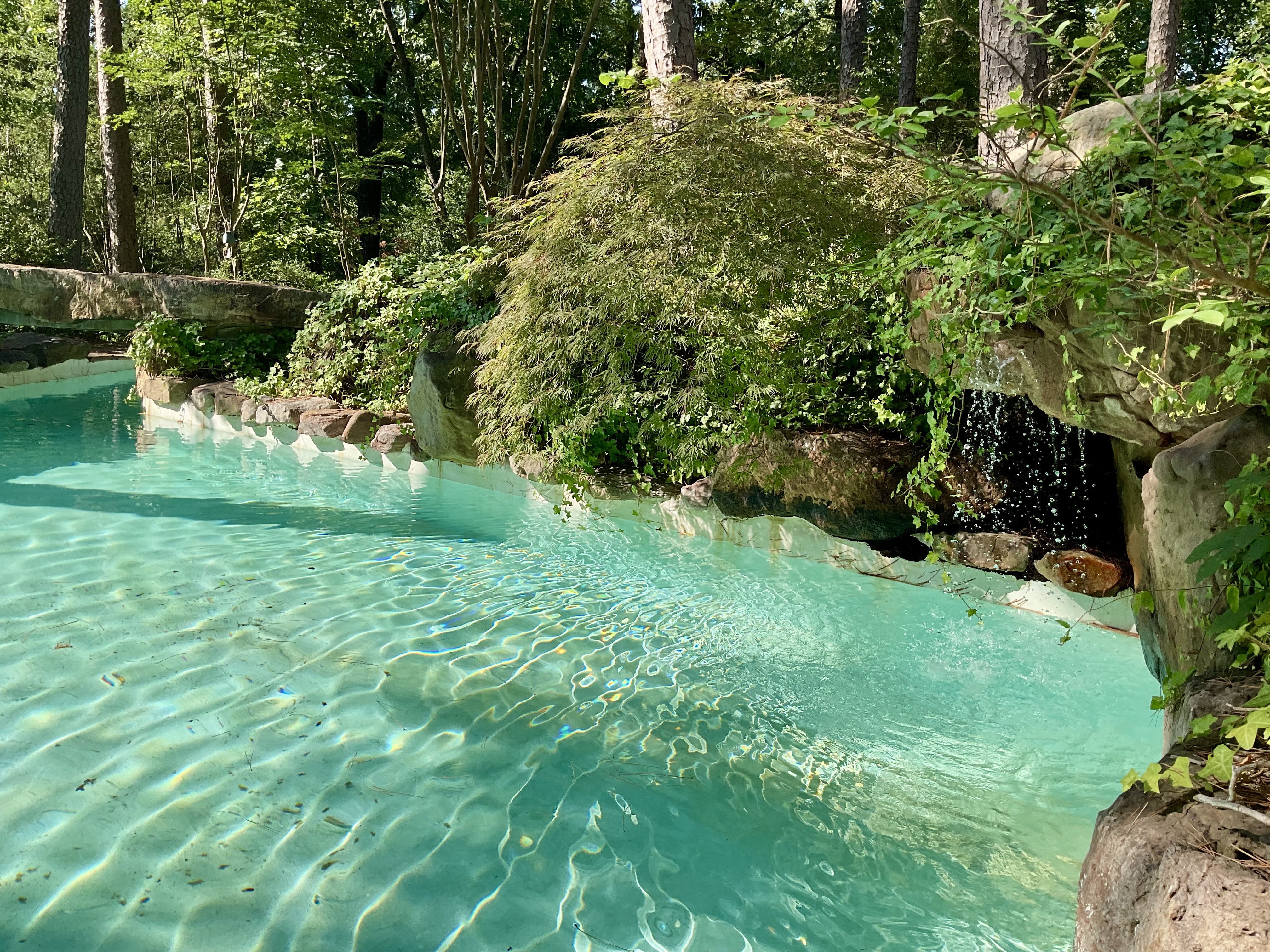 Lush plants and the sound of water trickling from rocks surround a salt water pool